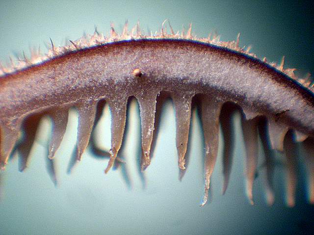 La Flora fungina negli aspetti microclimatici subtropicali